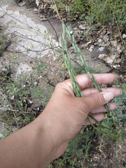 Erysimum cuspidatum