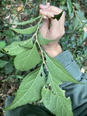 Styrax formosanus