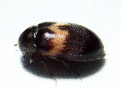 Attagenus