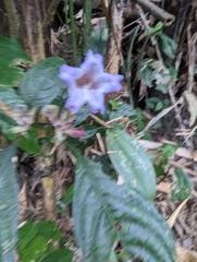 Strobilanthes pentastemonoides