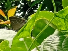 Deudorix epijarbas