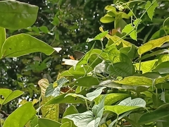 Deudorix epijarbas