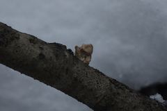 Macrotyphula contorta