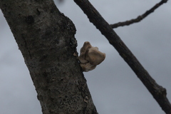 Macrotyphula contorta