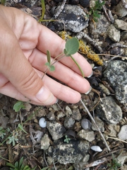 Coronilla scorpioides