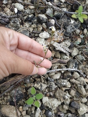 Calepina irregularis