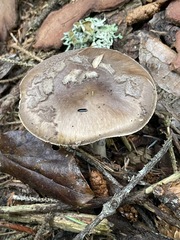 Amanita porphyria
