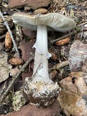 Amanita porphyria