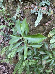 Pieris japonica taiwanensis