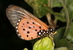 Acraea neobule neobule