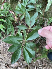 Pieris japonica taiwanensis