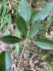 Pieris japonica taiwanensis