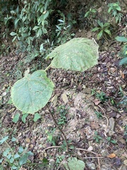 Piper umbellatum