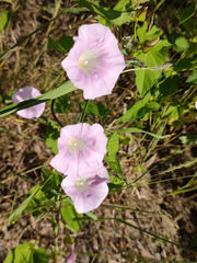 Calystegia sepium spectabilis