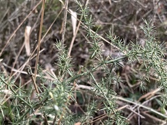 Asparagus acutifolius