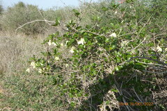 Clematis cirrhosa
