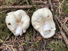 Lactarius desjardinii