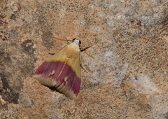 Eublemma cochylioides