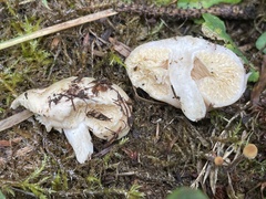 Lactarius desjardinii