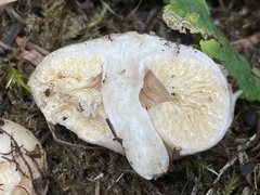 Lactarius desjardinii