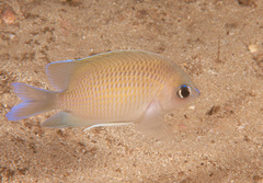 Mecaenichthys immaculatus