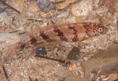 Eupetrichthys angustipes