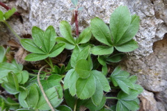 Potentilla caulescens
