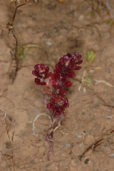 Lepidium papillosum