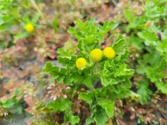 Grangea maderaspatana