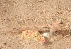 Istigobius hoesei