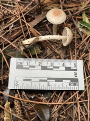 Agaricus diminutivus