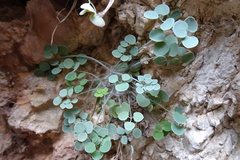 Sarcocapnos enneaphylla