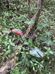 Philodendron erubescens