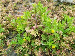 Grangea maderaspatana