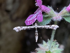 Amblyptilia pica