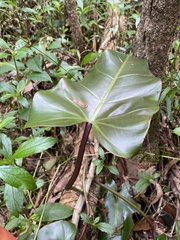 Philodendron erubescens