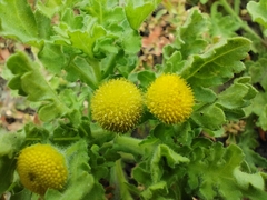 Grangea maderaspatana