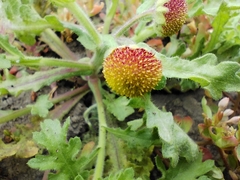 Grangea maderaspatana