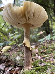 Amanita augusta