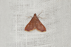 Endotricha mesenterialis