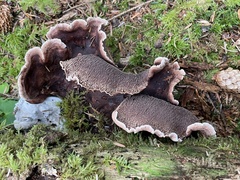 Sarcodon stereosarcinon