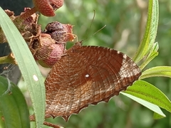 Elymnias hypermnestra beatrice