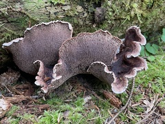 Sarcodon stereosarcinon