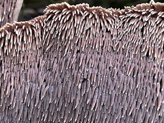 Sarcodon stereosarcinon