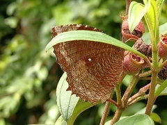 Elymnias hypermnestra beatrice