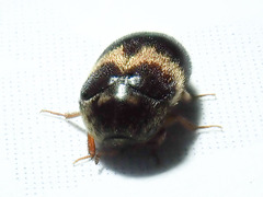 Attagenus