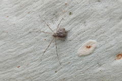 Tamopsis eucalypti