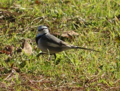 Motacilla alba lugens
