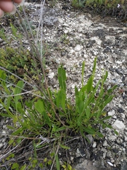 Cephalaria coriacea