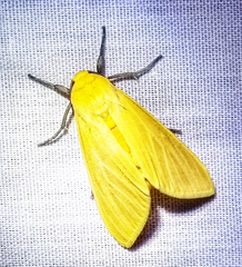 Pareuchaetes insulata